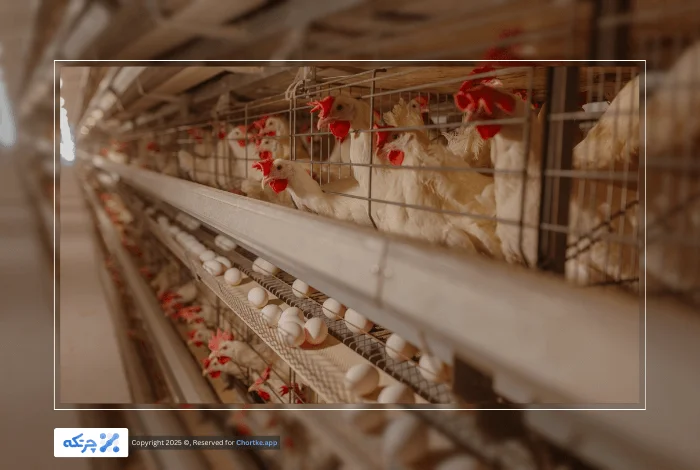 نرم افزار حسابداری تخصصی مرغداری